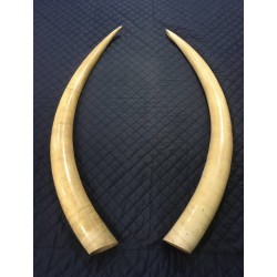 Real ivory, over 100 years old, a high-class amulet in your home or office is a way to adjust the energy of positive feng shui, increase power, prestige, and fortune.