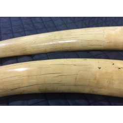 Real ivory, over 100 years old, a high-class amulet in your home or office is a way to adjust the energy of positive feng shui, increase power, prestige, and fortune.